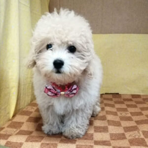 Alternative view of ミックス犬