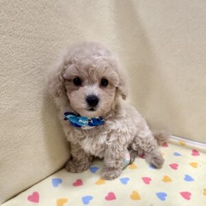 Alternative view of ミックス犬