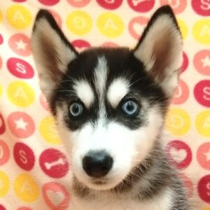 シベリアン・ハスキー