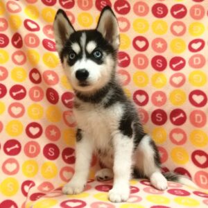 Alternative view of シベリアン・ハスキー