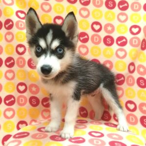 Alternative view of シベリアン・ハスキー