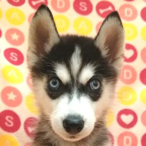 シベリアン・ハスキー