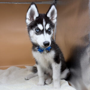 Alternative view of シベリアン・ハスキー