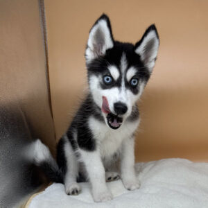 Alternative view of シベリアン・ハスキー