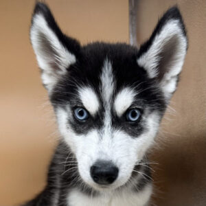 シベリアン・ハスキー