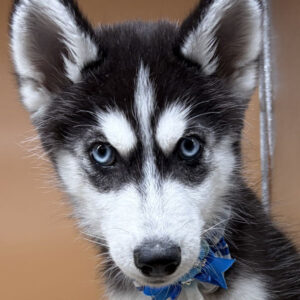 シベリアン・ハスキー