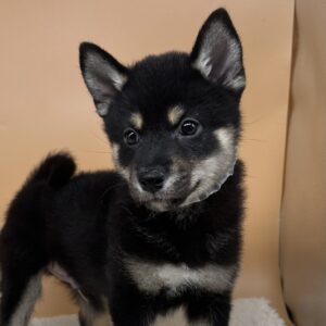 Alternative view of 柴