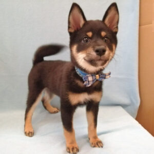 Alternative view of 柴