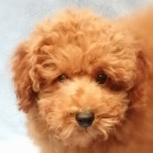 トイ・プードル