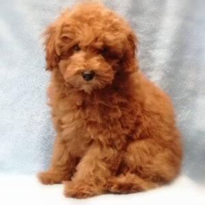 Alternative view of トイ・プードル