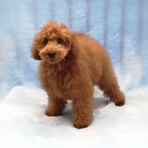 Alternative view of トイ・プードル