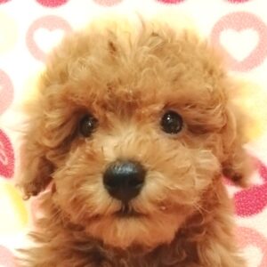 トイ・プードル