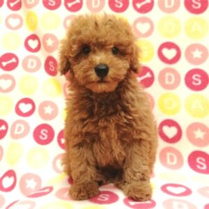 Alternative view of トイ・プードル