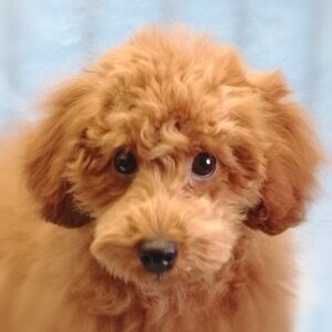 トイ・プードル