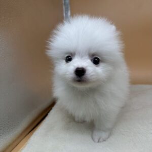 Alternative view of ポメラニアン