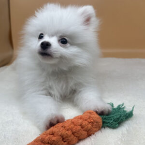 Alternative view of ポメラニアン