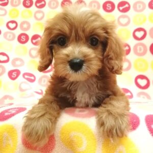 Alternative view of ミックス犬