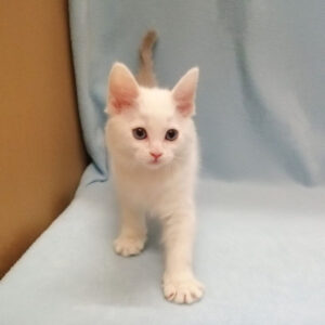 Alternative view of ラグドール