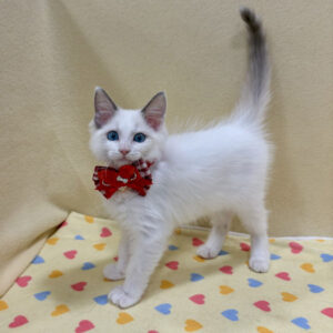 Alternative view of ラグドール