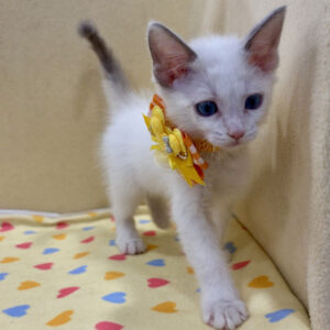 Alternative view of ラグドール