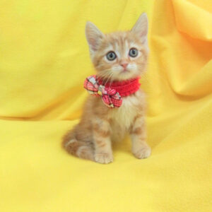 Alternative view of マンチカン