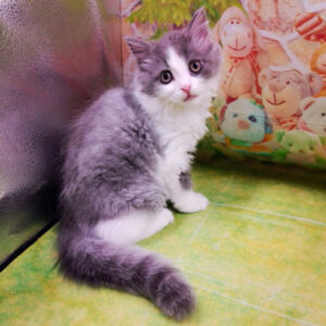 Alternative view of ミヌエット