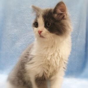 Alternative view of ミヌエット