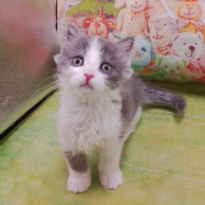 Alternative view of ミヌエット