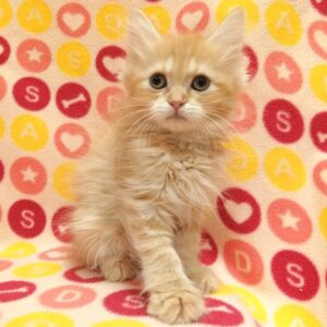 Alternative view of マンチカン