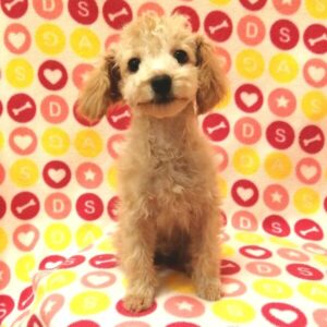 Alternative view of ミックス犬