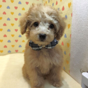 Alternative view of ミックス犬