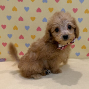 Alternative view of ミックス犬