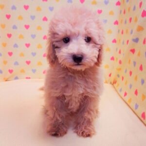 Alternative view of ミックス犬