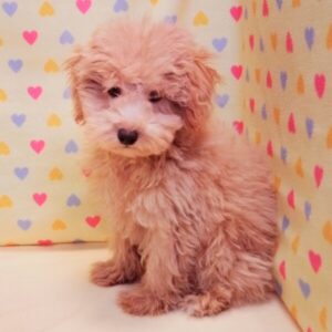 Alternative view of ミックス犬