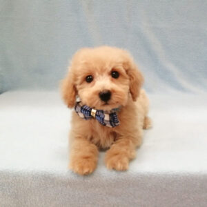 Alternative view of ミックス犬