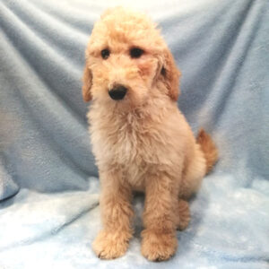 Alternative view of ミックス犬