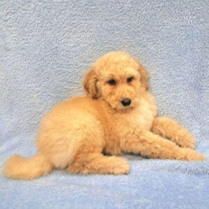 Alternative view of ミックス犬