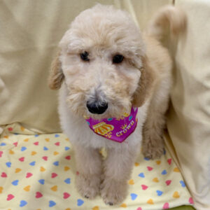 Alternative view of ミックス犬