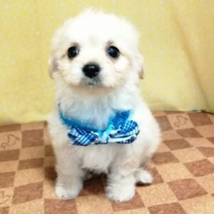 Alternative view of ミックス犬