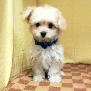 Alternative view of ミックス犬