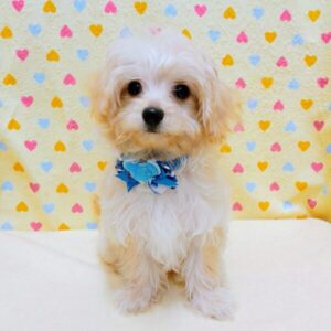 Alternative view of ミックス犬