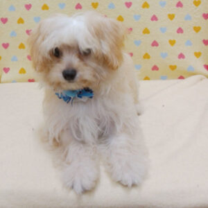 Alternative view of ミックス犬