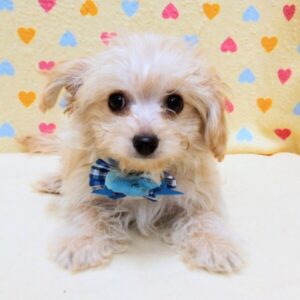 Alternative view of ミックス犬