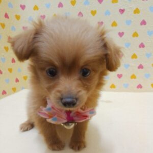 Alternative view of ミックス犬