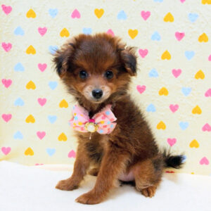 Alternative view of ミックス犬