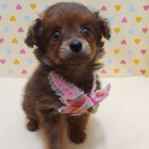 Alternative view of ミックス犬