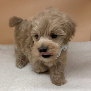 Alternative view of ミックス犬