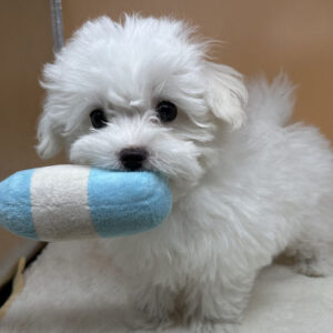 Alternative view of マルチーズ