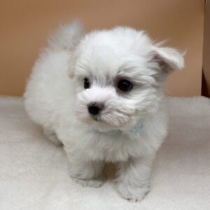 Alternative view of マルチーズ