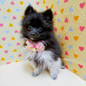 Alternative view of ポメラニアン